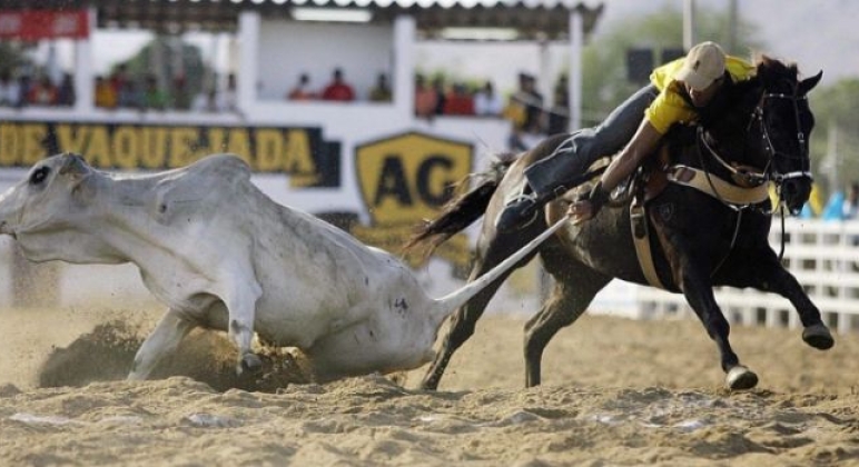 Morte de touro com forcão motiva denúncia da Associação ANIMAL, Touradas